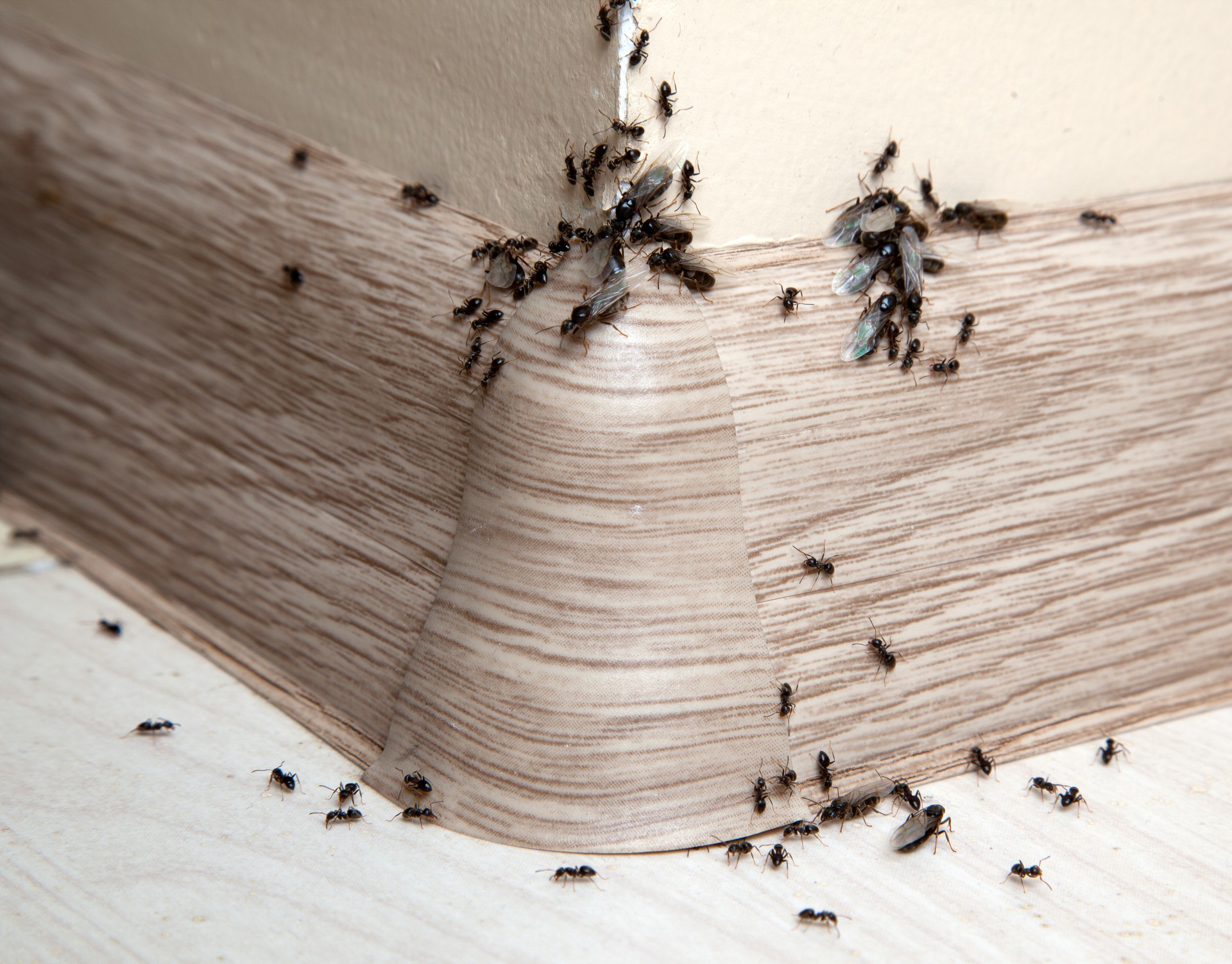 Ant Infestation, Pest Control in South Ockendon, RM15. Call Now 020 8166 9746