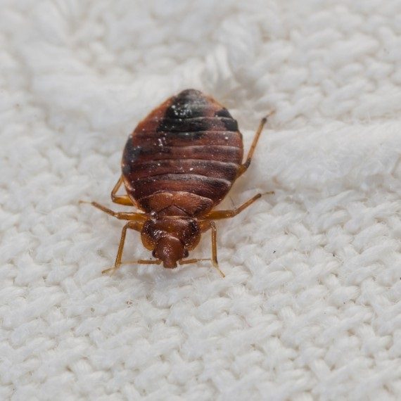 Bed Bugs, Pest Control in South Ockendon, RM15. Call Now! 020 8166 9746
