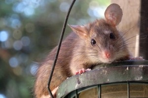 Rat extermination, Pest Control in South Ockendon, RM15. Call Now 020 8166 9746