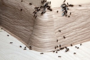 Ant Control, Pest Control in South Ockendon, RM15. Call Now 020 8166 9746