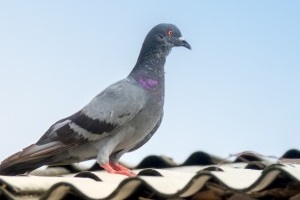 Pigeon Pest, Pest Control in South Ockendon, RM15. Call Now 020 8166 9746