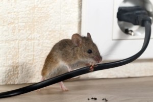 Mice Control, Pest Control in South Ockendon, RM15. Call Now 020 8166 9746