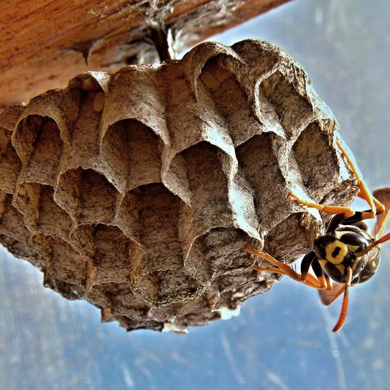 Wasps Nest, Pest Control in South Ockendon, RM15. Call Now! 020 8166 9746