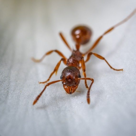 Field Ants, Pest Control in South Ockendon, RM15. Call Now! 020 8166 9746