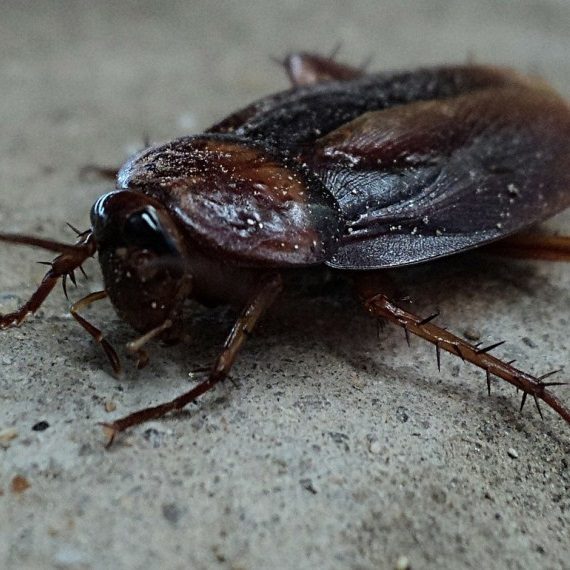 Cockroaches, Pest Control in South Ockendon, RM15. Call Now! 020 8166 9746