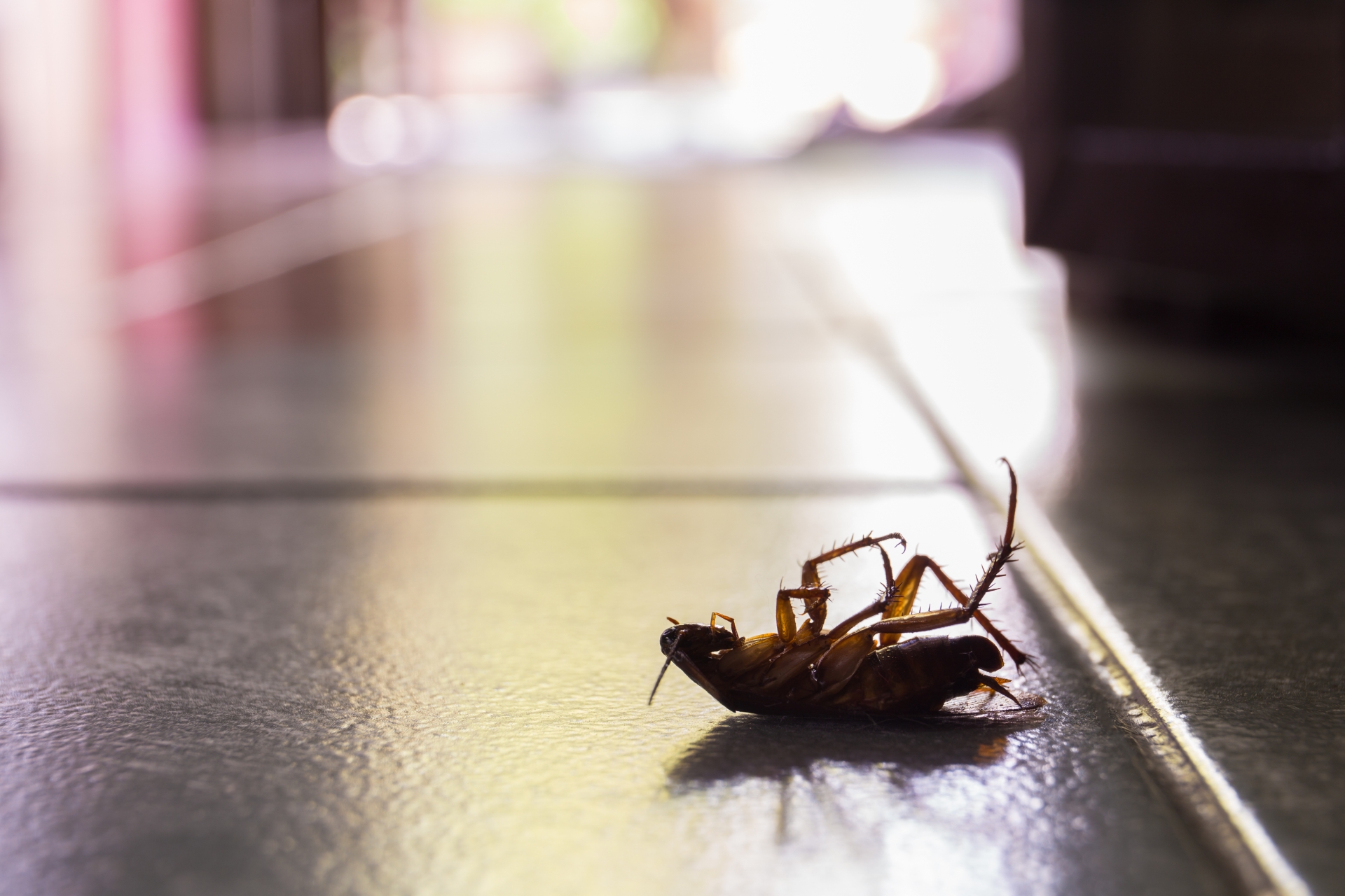 Cockroach Control, Pest Control in South Ockendon, RM15. Call Now 020 8166 9746