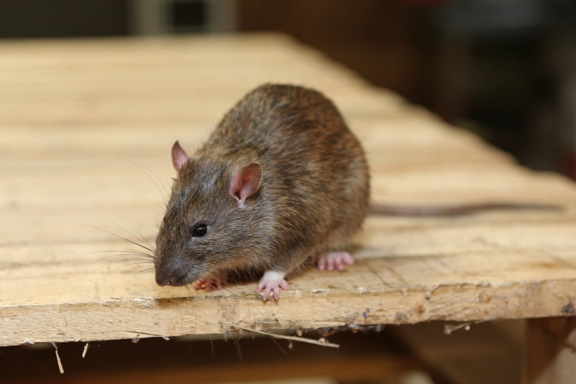 Rat Infestation, Pest Control in South Ockendon, RM15. Call Now 020 8166 9746