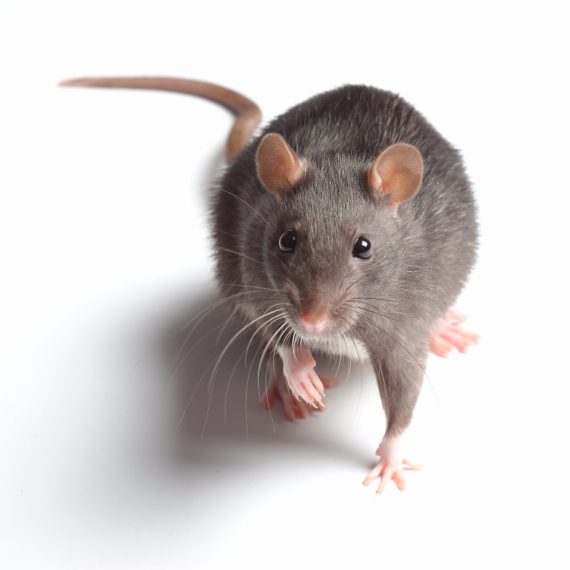 Rats, Pest Control in South Ockendon, RM15. Call Now! 020 8166 9746