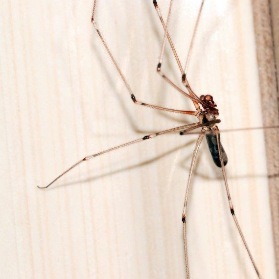 Spiders, Pest Control in South Ockendon, RM15. Call Now! 020 8166 9746